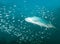 Tarpon swimming in open water