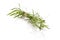 Tarragon. Artemisia dracunculus