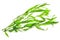 Tarragon (Artemisia dracunculus)