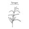 Tarragon artemisia dracunculus , aromatic kitchen and medicinal herb