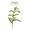 Tarragon artemisia dracunculus , aromatic kitchen and medicinal herb