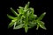 Tarragon bunch closeup