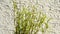 Tarragon, closeup of the green fresh herb
