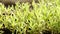 Tarragon, closeup of the green herb