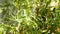 Tarragon, green fresh herb