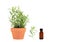 Tarragon Herb Essential Oil