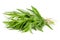 Tarragon isolated on a white background. Artemisia dracunculus