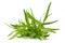 Tarragon isolated on a white background. Artemisia dracunculus
