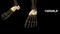 Tarsals Bones of Human Foot