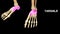Tarsals Bones of Human Foot