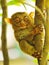 Tarsier