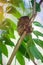 Tarsier Bohol, Philippines, closeup portrait, sits on a tree in the jungle.