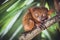 Tarsier in Bohol Tarsier sanctuary, Philippines