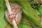 Tarsier in Cebu, Philippines- Tarsius Syrichta