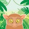 Tarsier on the Jungle Background