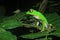 The tarsier leaf frog, Phyllomedusa tarsius, a bright green tree frog with a white belly in the rainforest