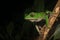 The tarsier leaf frog, Phyllomedusa tarsius, a bright green tree frog with a white belly in the rainforest