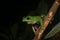 The tarsier leaf frog, Phyllomedusa tarsius, a bright green tree frog with a white belly in the rainforest