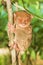 Tarsier monkey