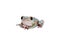 Tarsier Monkey Frog on white