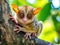 Tarsier monkey (Tarsius Syrichta) on the tree