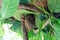 Tarsier primate philippines bohol
