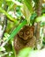 Tarsier in the rainforest