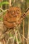 Tarsier sitting on a tree, Bohol island, Philippines