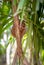 Tarsier smallest monkey philippines bohol