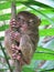 Tarsier - Tarsius Syrichta