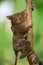 Tarsius sits on a tree in the jungle. close-up. Indonesia. Sulawesi Island.