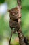 Tarsius sits on a tree in the jungle. close-up. Indonesia. Sulawesi Island.