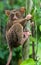 Tarsius sits on a tree in the jungle. close-up. Indonesia. Sulawesi Island.