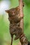 Tarsius sits on a tree in the jungle. close-up. Indonesia. Sulawesi Island.