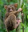 Tarsius sits on a tree in the jungle. close-up. Indonesia. Sulawesi Island.
