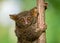 Tarsius sits on a tree in the jungle. close-up. Indonesia. Sulawesi Island.