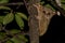 Tarsius small nocturnal monkey