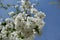 Tart cherry branch in bloom in spring