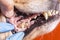 Tartar in dogs. The doctor examines the oral