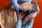 Tartar in dogs. The doctor examines the oral