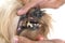 Tartar teeth of old dog