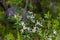 Tartarian honeysuckle blossoms growing wild