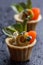 Tartlets with salmon and cheese cheese with micro-green on a dark background.