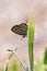 Tarucus balkanicus , The Balkan Pierrot or little tiger blue butterfly