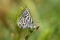 Tarucus balkanicus , The Balkan Pierrot or little tiger blue butterfly