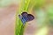 Tarucus balkanicus , The Balkan Pierrot or little tiger blue butterfly