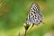 Tarucus balkanicus , The Balkan Pierrot or little tiger blue butterfly , butterflies of Iran