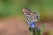 Tarucus balkanicus , The Balkan Pierrot or little tiger blue butterfly on flower