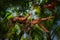 Tarzan wearing in leopard fur swinging on a rope with a parrot in jungle