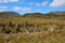 Tasmania, Cradle Mountain Lake St. Clair National Park